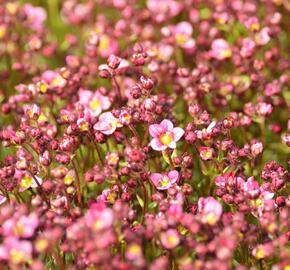 Lomikámen arendsův 'Touran Neon Rose' - Saxifraga x arendsii 'Touran Neon Rose'