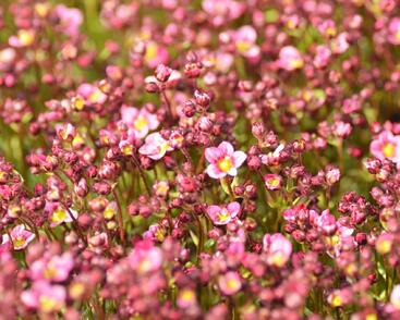 Lomikámen arendsův 'Touran Neon Rose'