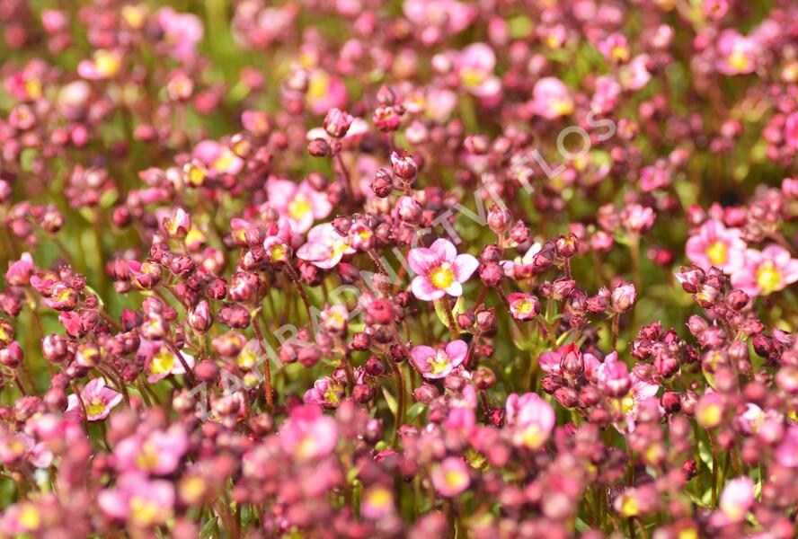 Lomikámen arendsův 'Touran Neon Rose' - Saxifraga x arendsii 'Touran Neon Rose'