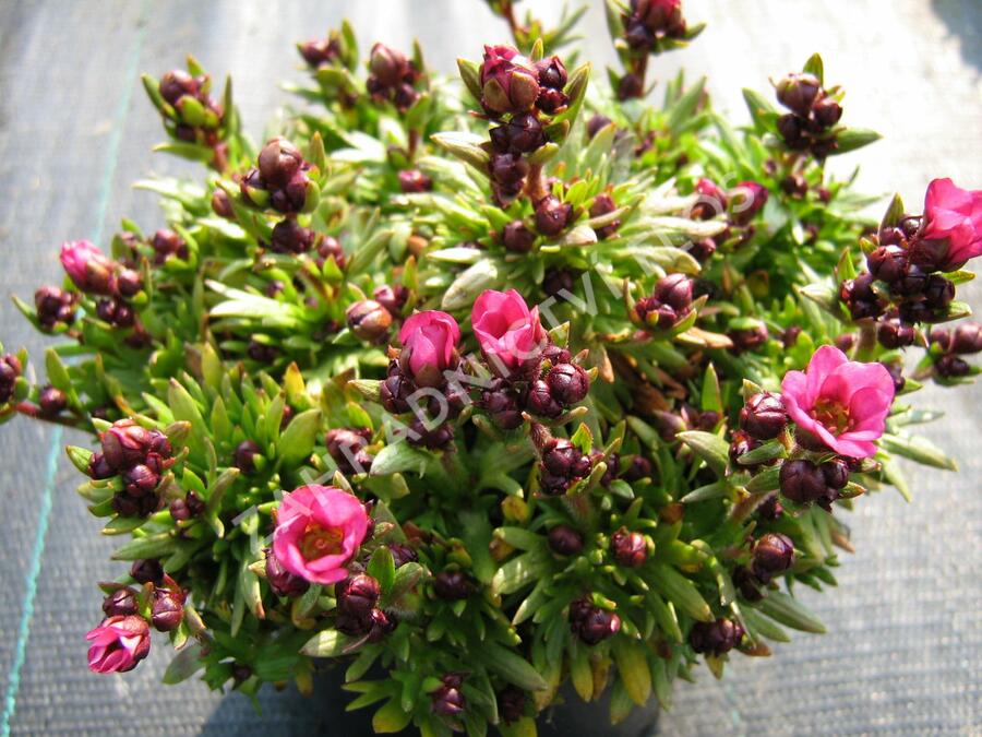 Lomikámen arendsův 'Touran Neon Rose' - Saxifraga x arendsii 'Touran Neon Rose'