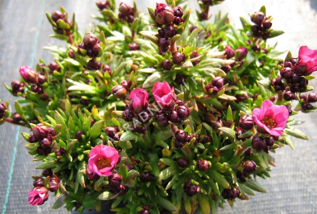 Lomikámen arendsův 'Touran Neon Rose' - Saxifraga x arendsii 'Touran Neon Rose'