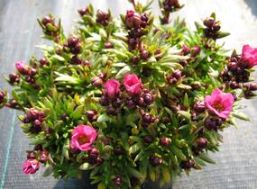 Lomikámen arendsův 'Touran Neon Rose' - Saxifraga x arendsii 'Touran Neon Rose'