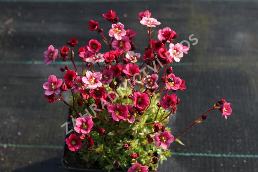 Lomikámen arendsův 'Touran Neon Rose' - Saxifraga x arendsii 'Touran Neon Rose'