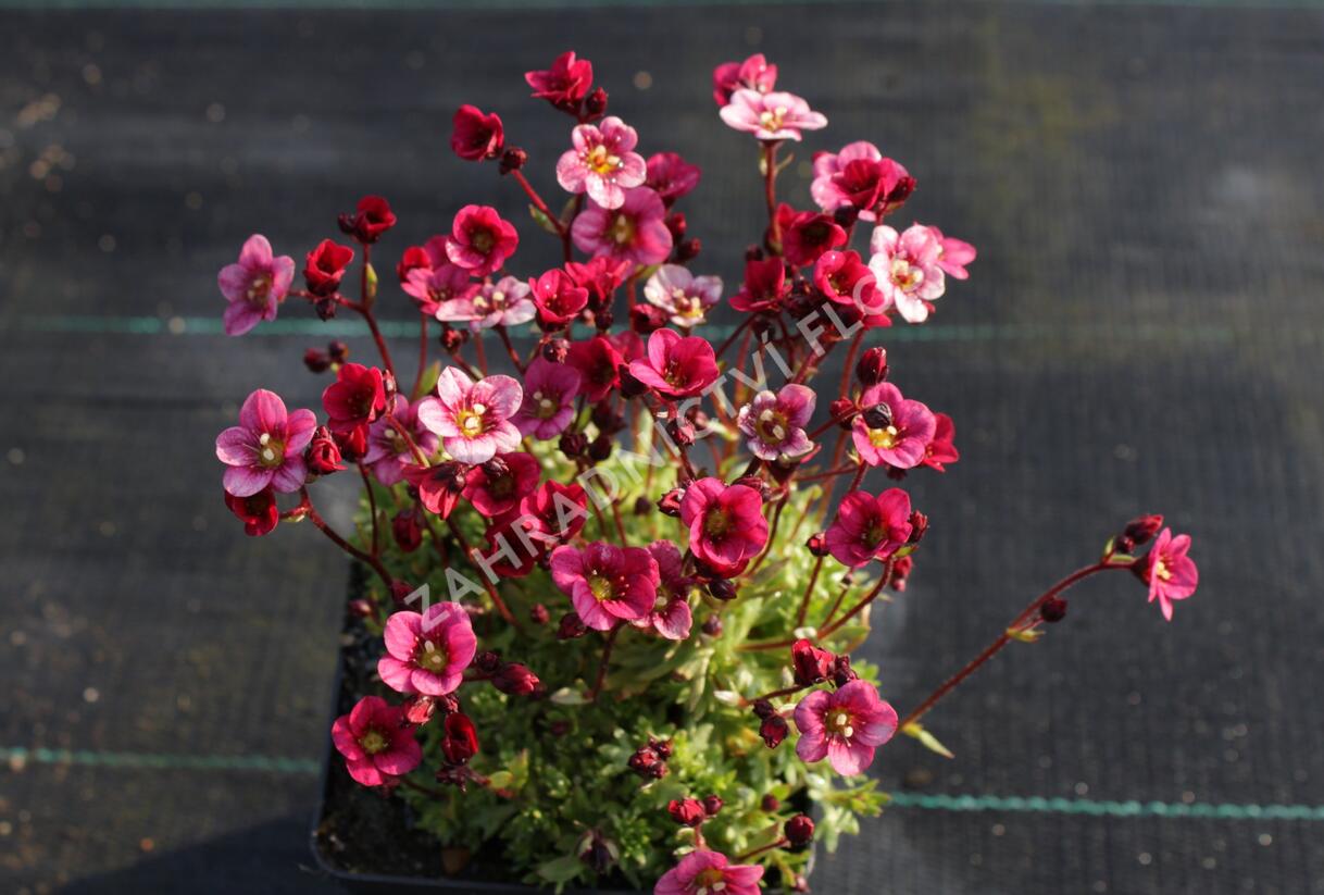 Lomikámen arendsův 'Touran Neon Rose' - Saxifraga x arendsii 'Touran Neon Rose'