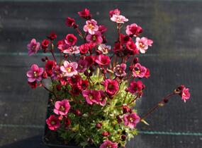 Lomikámen arendsův 'Touran Neon Rose' - Saxifraga x arendsii 'Touran Neon Rose'