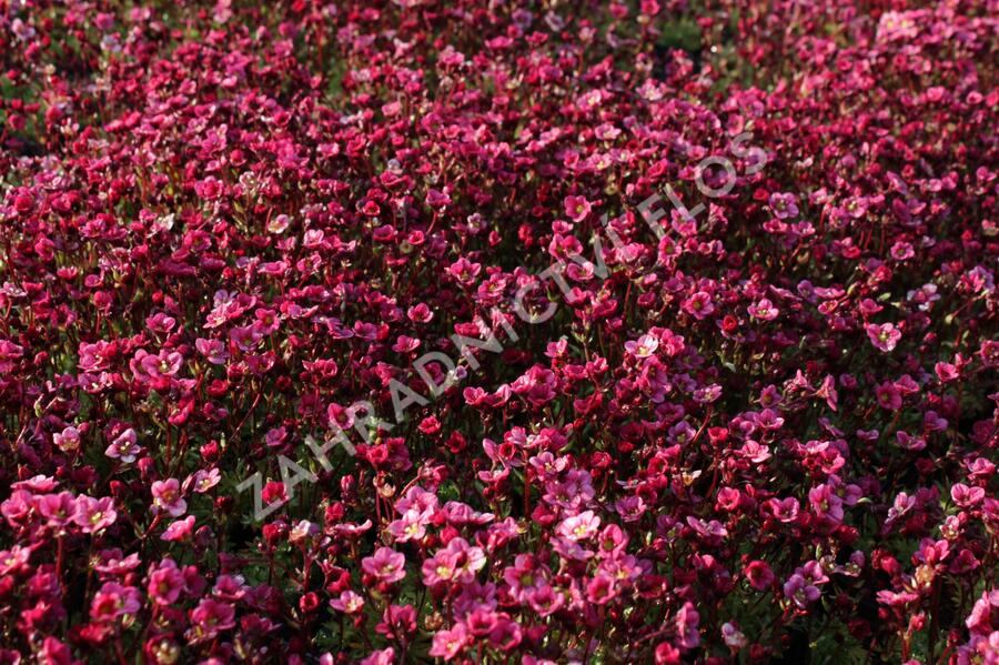 Lomikámen arendsův 'Touran Neon Rose' - Saxifraga x arendsii 'Touran Neon Rose'