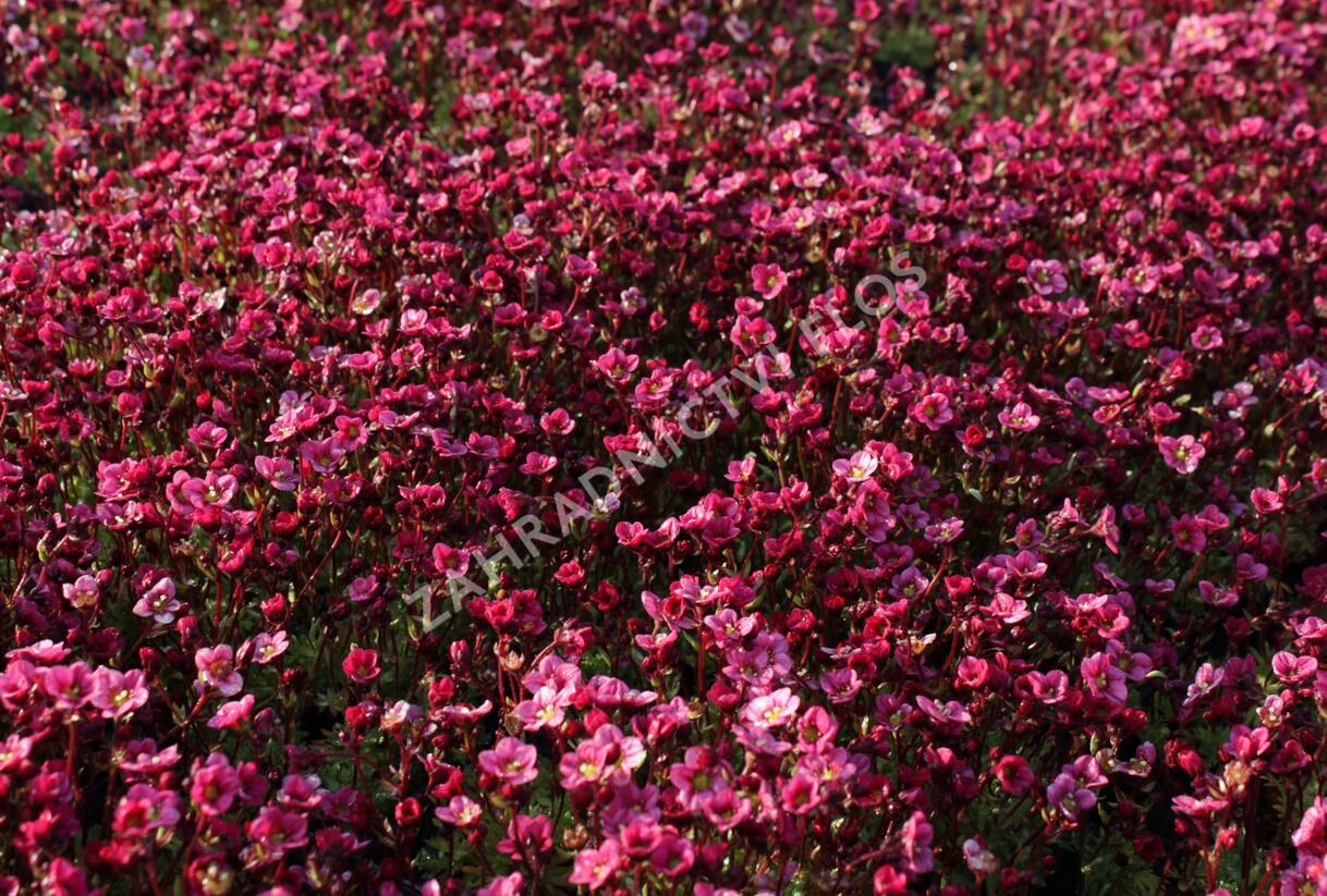 Lomikámen arendsův 'Touran Neon Rose' - Saxifraga x arendsii 'Touran Neon Rose'