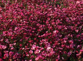 Lomikámen arendsův 'Touran Neon Rose' - Saxifraga x arendsii 'Touran Neon Rose'