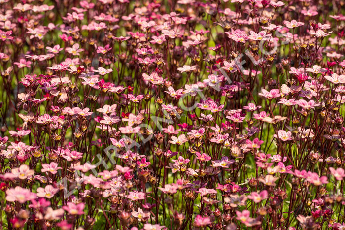 Lomikámen arendsův 'Scarlet' - Saxifraga x arendsii 'Scarlet'