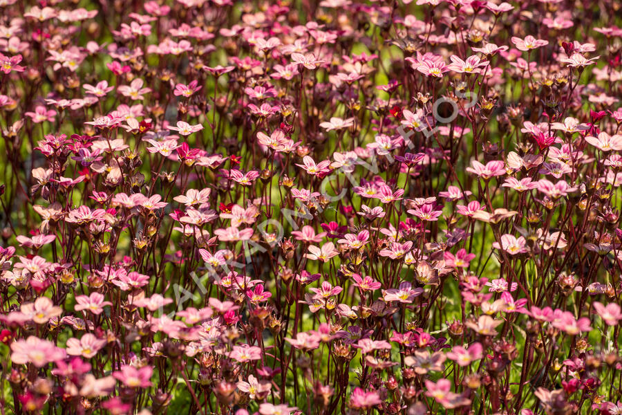 Lomikámen arendsův 'Scarlet' - Saxifraga x arendsii 'Scarlet'