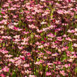 Lomikámen arendsův 'Scarlet' - Saxifraga x arendsii 'Scarlet'