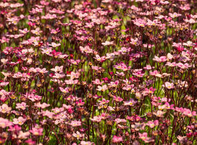 Lomikámen arendsův 'Scarlet' - Saxifraga x arendsii 'Scarlet'