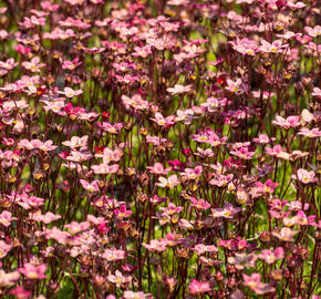 Lomikámen arendsův 'Scarlet' - Saxifraga x arendsii 'Scarlet'
