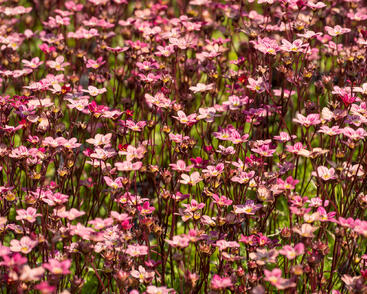 Lomikámen arendsův 'Scarlet'