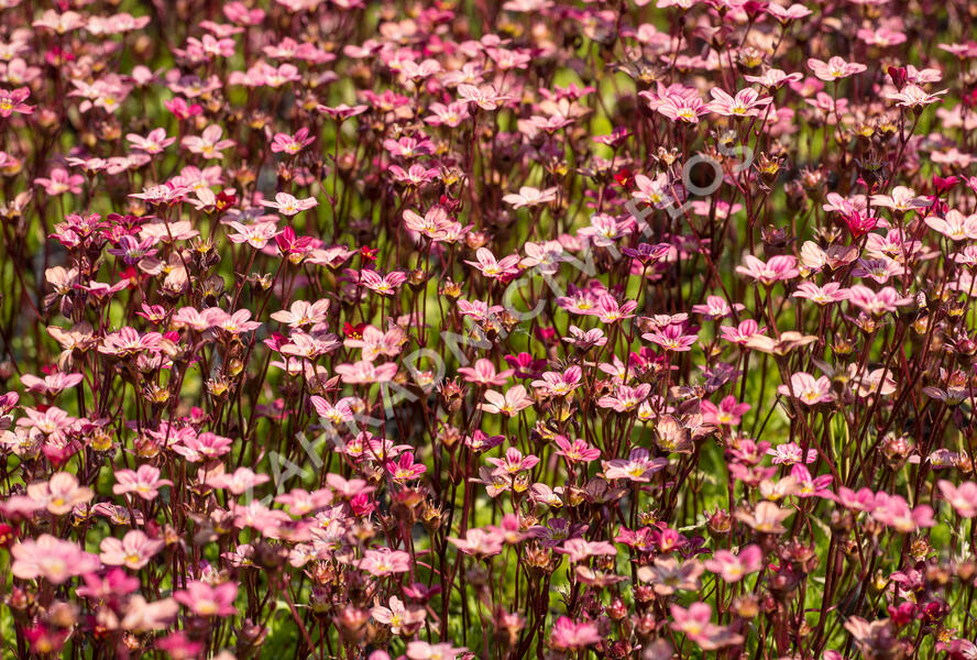 Lomikámen arendsův 'Scarlet' - Saxifraga x arendsii 'Scarlet'