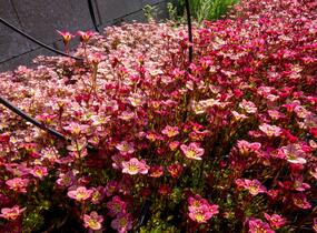 Lomikámen arendsův 'Scarlet' - Saxifraga x arendsii 'Scarlet'