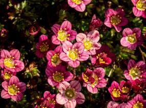 Lomikámen arendsův 'Scarlet' - Saxifraga x arendsii 'Scarlet'