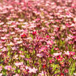 Lomikámen arendsův 'Scarlet' - Saxifraga x arendsii 'Scarlet'