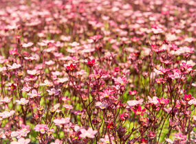 Lomikámen arendsův 'Scarlet' - Saxifraga x arendsii 'Scarlet'
