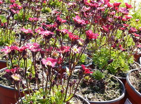 Lomikámen arendsův 'Scarlet' - Saxifraga x arendsii 'Scarlet'