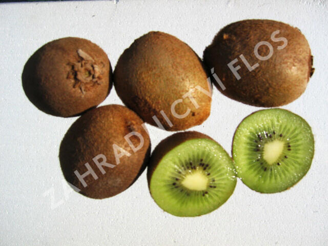 Aktinidie lahodná, kiwi - samičí 'Hayward' - Actinidia deliciosa 'Hayward'