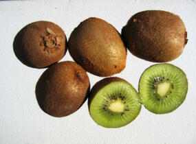 Aktinidie lahodná, kiwi - samičí 'Hayward' - Actinidia deliciosa 'Hayward'