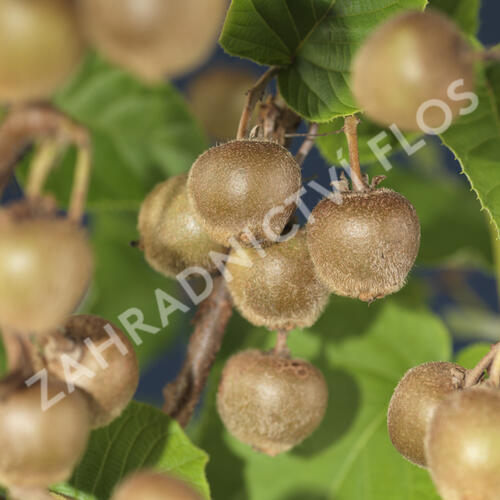 Aktinidie lahodná, kiwi - samičí 'Hayward' - Actinidia deliciosa 'Hayward'