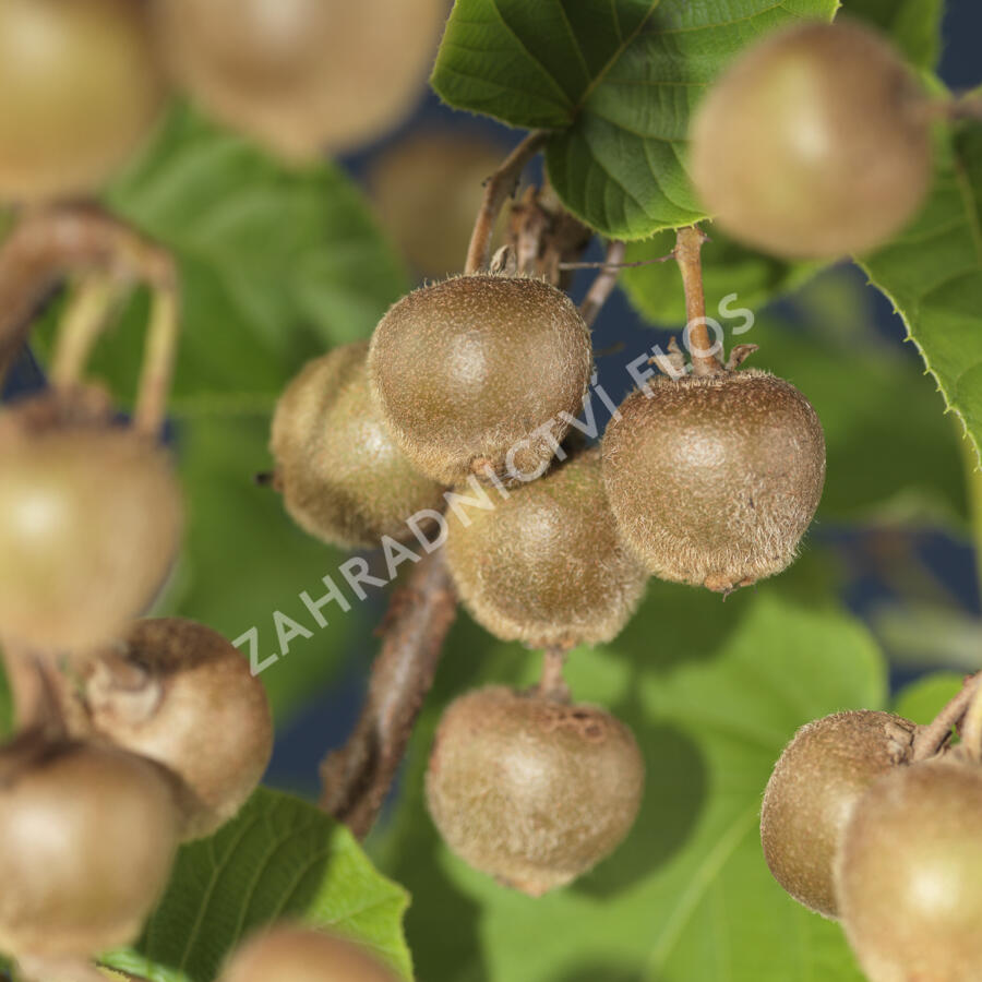 Aktinidie lahodná, kiwi - samičí 'Hayward' - Actinidia deliciosa 'Hayward'