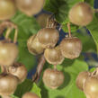 Aktinidie lahodná, kiwi - samičí 'Hayward' - Actinidia deliciosa 'Hayward'