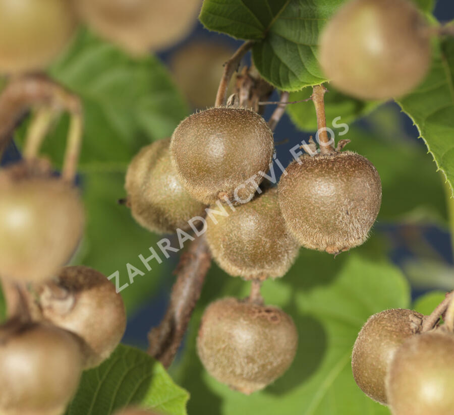 Aktinidie lahodná, kiwi - samičí 'Hayward' - Actinidia deliciosa 'Hayward'