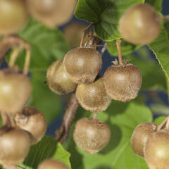 Aktinidie lahodná, kiwi - samičí 'Hayward' - Actinidia deliciosa 'Hayward'