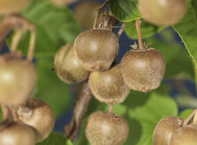 Aktinidie lahodná, kiwi - samičí 'Hayward' - Actinidia deliciosa 'Hayward'