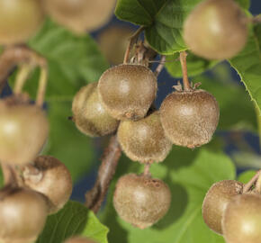 Aktinidie lahodná, kiwi - samičí 'Hayward' - Actinidia deliciosa 'Hayward'