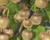 Aktinidie lahodná, kiwi - samičí 'Hayward'