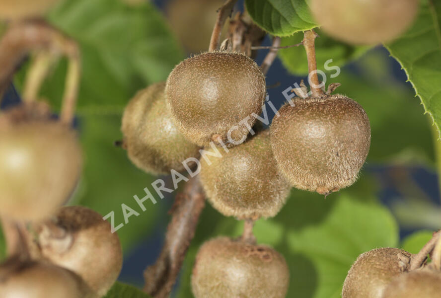 Aktinidie lahodná, kiwi - samičí 'Hayward' - Actinidia deliciosa 'Hayward'