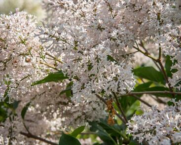 Šeřík sametový 'Miss Kim'