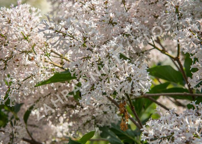 Šeřík sametový 'Miss Kim' - Syringa patula 'Miss Kim'