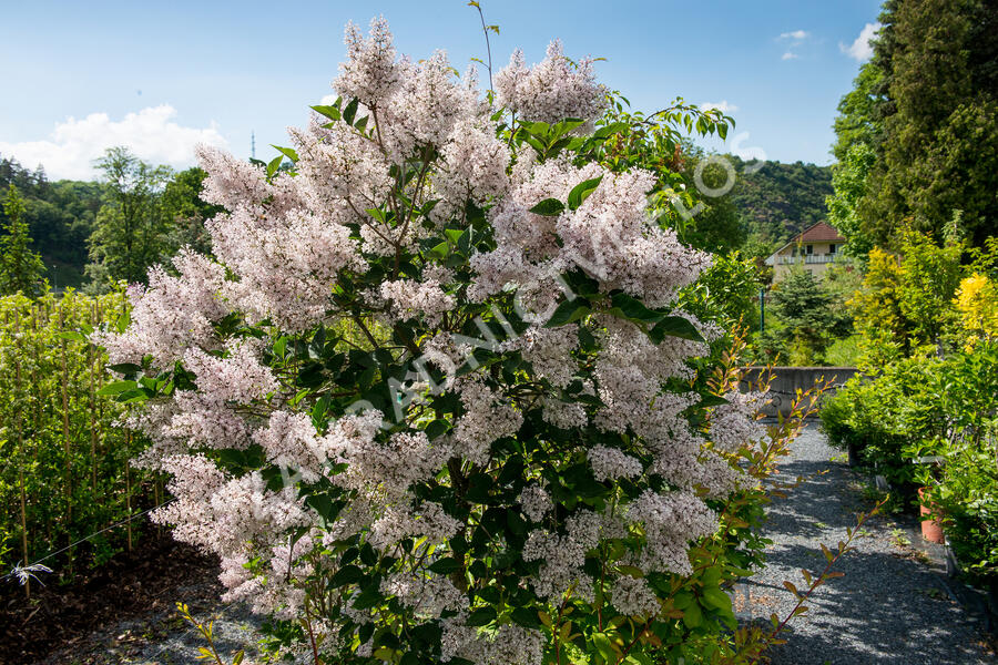 Šeřík sametový 'Miss Kim' - Syringa patula 'Miss Kim'