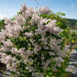 Šeřík sametový 'Miss Kim' - Syringa patula 'Miss Kim'