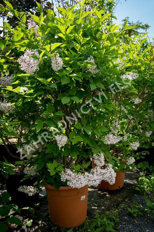 Šeřík sametový 'Miss Kim' - Syringa patula 'Miss Kim'