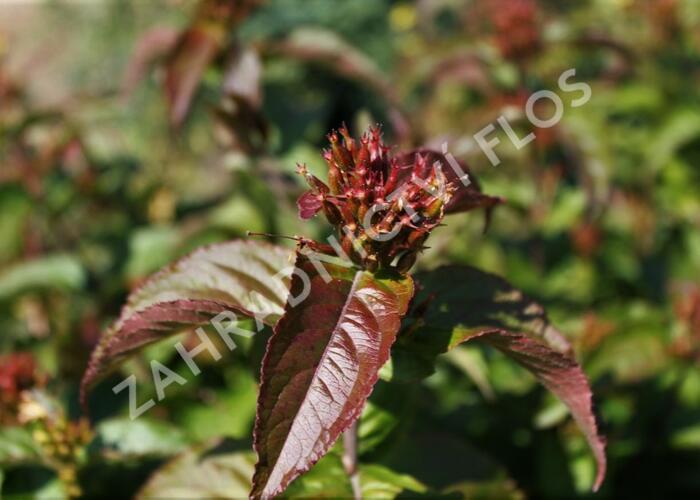 Zanice potoční 'Troja Black' - Diervilla rivularis 'Troja Black'