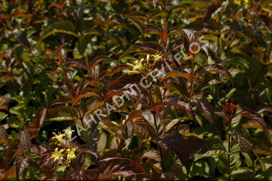 Zanice potoční 'Troja Black' - Diervilla rivularis 'Troja Black'