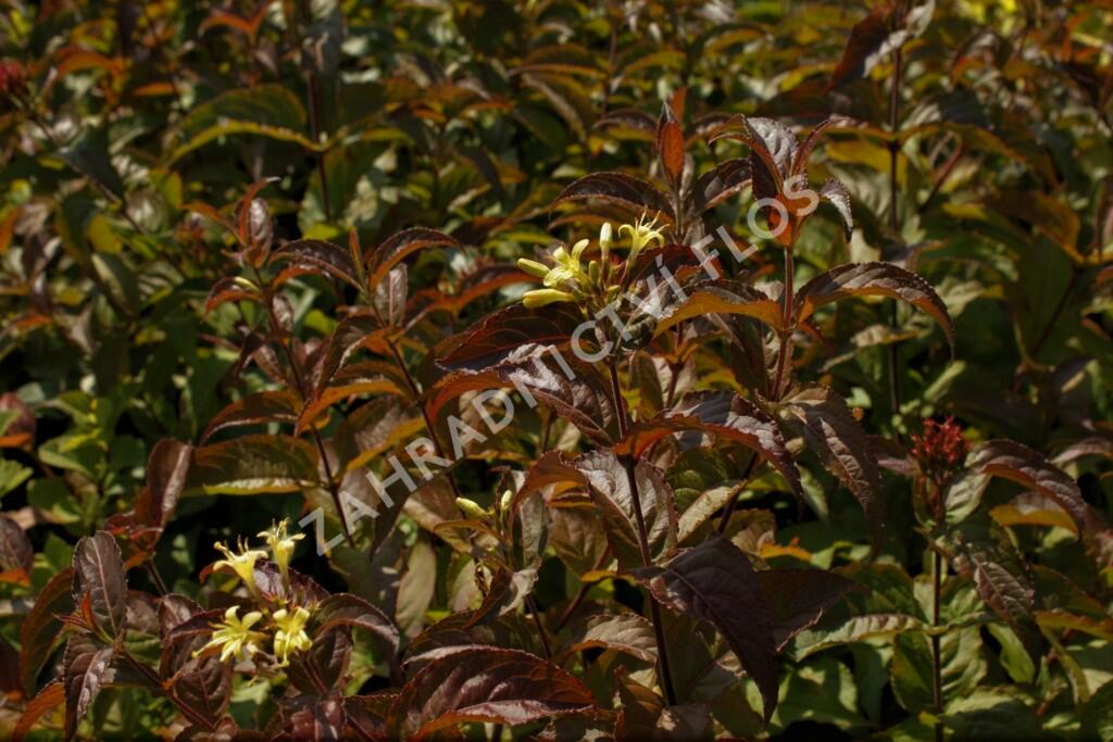 Zanice potoční 'Troja Black' - Diervilla rivularis 'Troja Black'