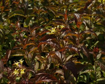 Zanice potoční 'Troja Black'