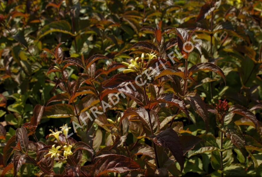 Zanice potoční 'Troja Black' - Diervilla rivularis 'Troja Black'