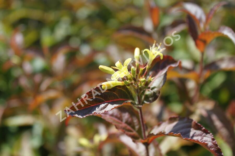 Zanice potoční 'Troja Black' - Diervilla rivularis 'Troja Black'