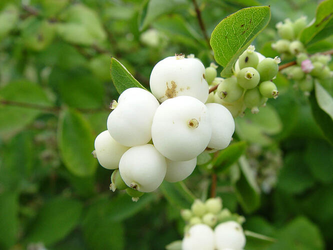 Pámelník bílý - Symphoricarpos albus