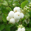 Pámelník bílý - Symphoricarpos albus