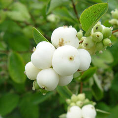 Pámelník bílý - Symphoricarpos albus