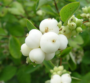 Pámelník bílý - Symphoricarpos albus